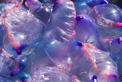 En San Sebastián organizan un servicio de recogida de medusas