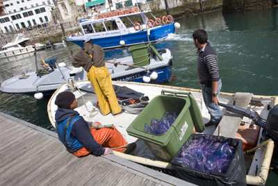 Capturadas más de 2.500 medusas en San Sebastián